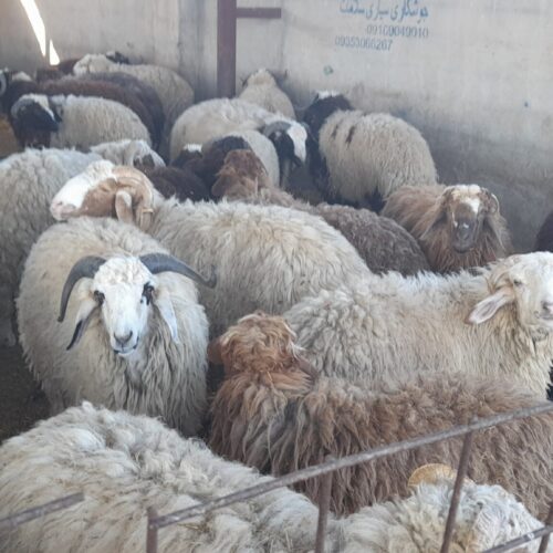 بره گوسفند میش