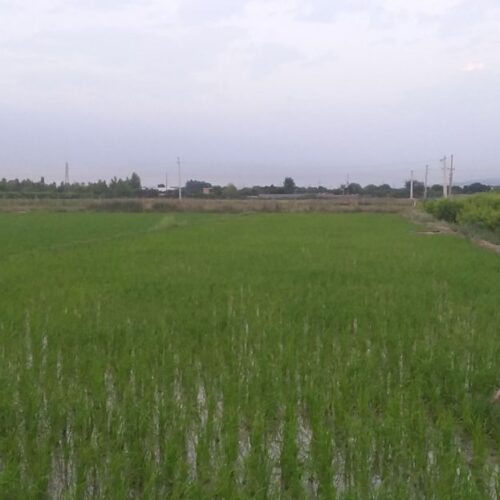 زمین شالیزاری یا باغی 1800 متر