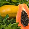 فروش عمده پاپایا خربزه درختی