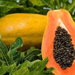 فروش عمده پاپایا خربزه درختی