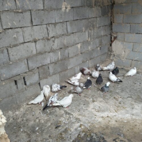 کفتر یجای