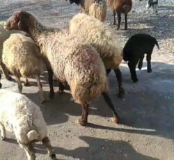 گوسفند معاوضه با ماشین