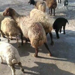 گوسفند معاوضه با ماشین