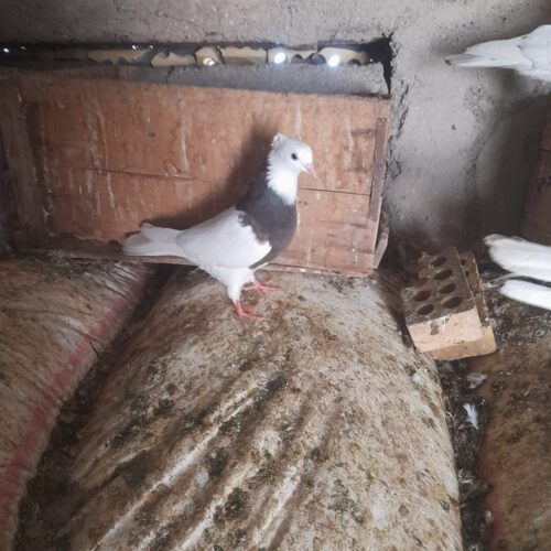کبوتر گرفتنی