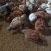 فروش 750 عدد نیمچه جوجه یک ماهه محلی تمام خروس