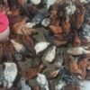 فروش 750 عدد نیمچه جوجه یک ماهه محلی تمام خروس