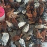 فروش 750 عدد نیمچه جوجه یک ماهه محلی تمام خروس