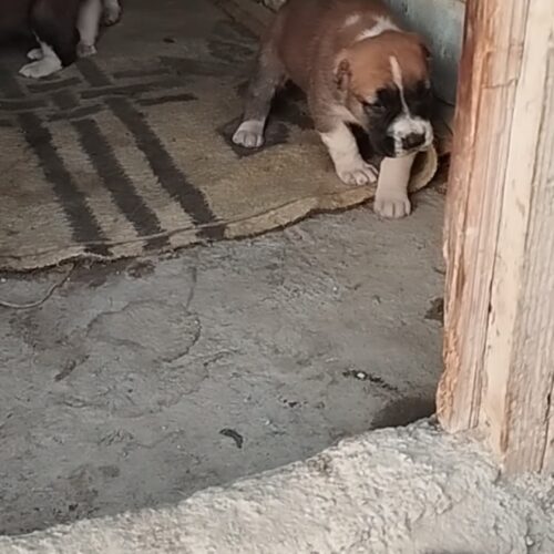 توله
