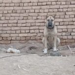 وگذاری توله ماده