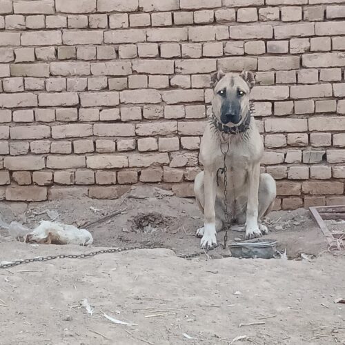 وگذاری توله ماده