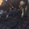 گاو شیری با گوساله