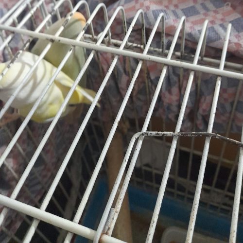 سلام برنده مرغ عشق وبرزلی