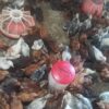 فروش 750 عدد نیمچه جوجه یک ماهه محلی تمام خروس