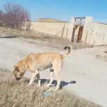 سگ یک ساله