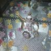 سرویس پذیرایی کاملاسالم استفاده نشده