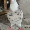 طوقی ماده درجه یک