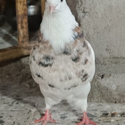 طوقی ماده درجه یک