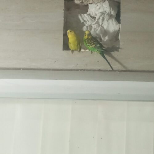 جفت مرغ عشق کار