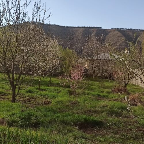 فروش زمین باغ کاملا درون بافت مسکونی 1000متری