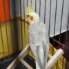 عروس هلندی نر