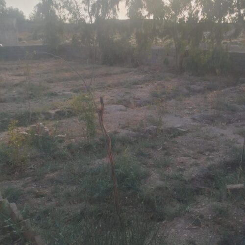 باغچه با اتاق قاسم آباد تهرانچی