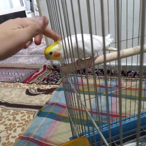 یک عدد طوطی لوتینو نر بالق اماده جفت گیری سخن گو