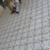 کاشی نما کف بدنه آشپز خانه سرویس ها