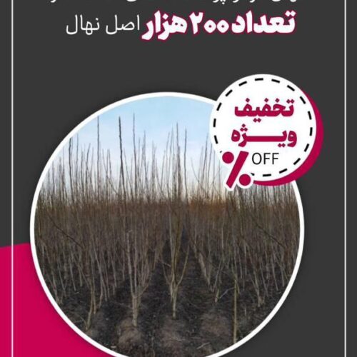 نهال گردو پوست کاغذی شاخه دار