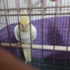عروس هلندی مولد