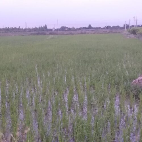 زمین شالیزاری یا باغی 1800 متر