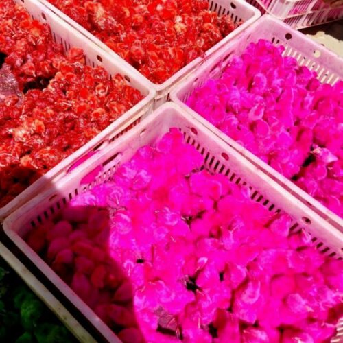 جوجه رنگی سرحال و خوش خوراک