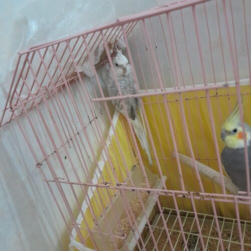 عروس هلندی