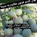 انواع نهالهای پیوندی واصلاح شده