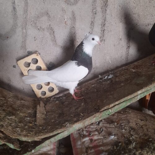 کبوتر گرفتنی