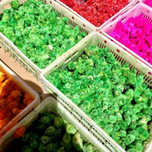جوجه رنگی سرحال و خوش خوراک