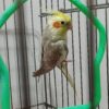 عروس هلندی نر