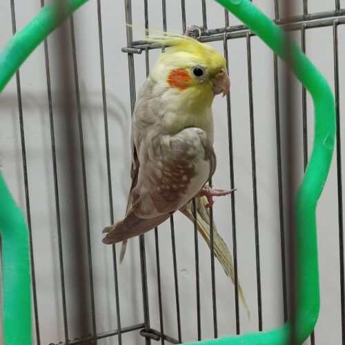 عروس هلندی نر
