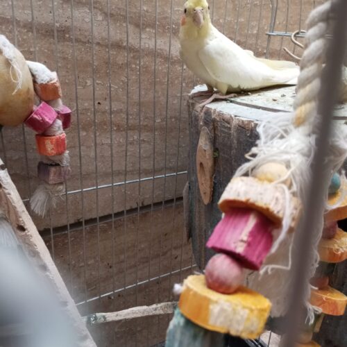یک عددعروس هلندی ماده تخم گذار