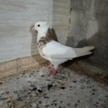 طوقی ماده درجه یک
