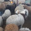 بره گوسفند میش
