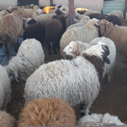 بره گوسفند میش
