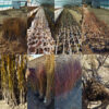 فروش نهال (خمین)