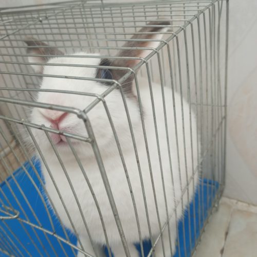 خرگوش