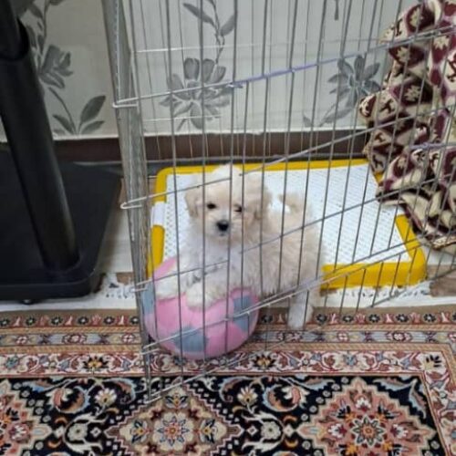توله نره توی پودل