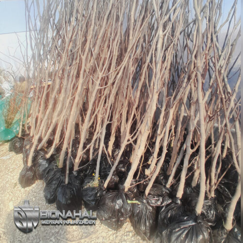 انواع نهال اصلاح شده و ژنوتیپ برتر