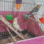عروس هلندی جفت