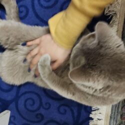 گربه اسکاتیش