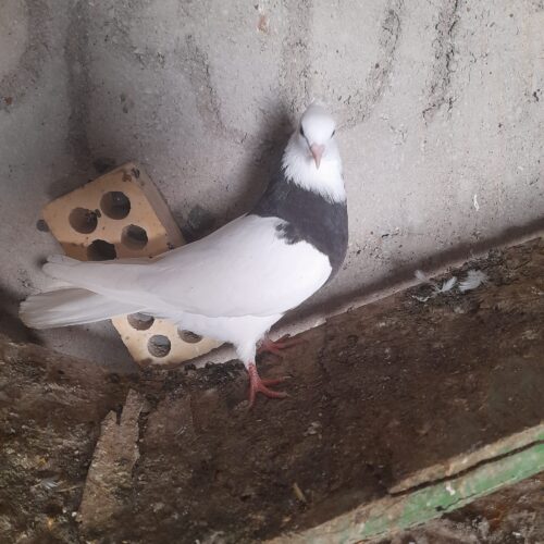 کبوتر گرفتنی