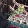 مرغ عشق سالم