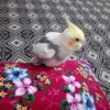 عروس هلندی